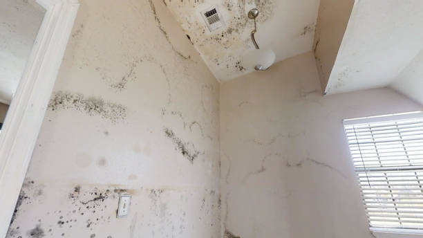 Best Forensic Mold Investigation  in Afton, WY
