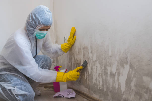 Best Industrial Mold Remediation  in Afton, WY