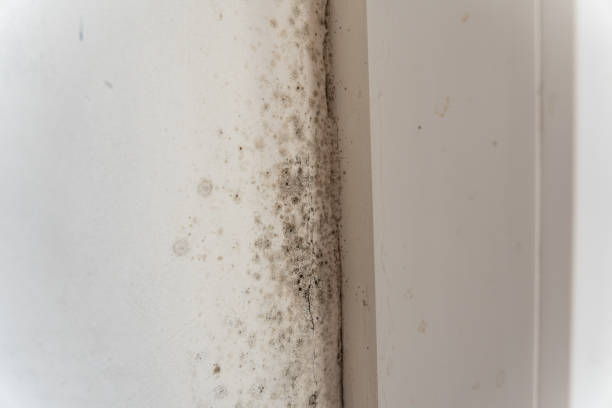 Best Real Estate Mold Inspection  in Afton, WY