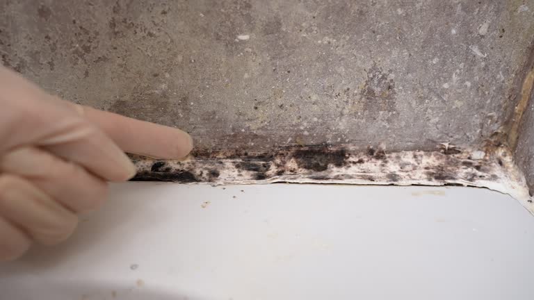 Best Mold Damage Restoration  in Afton, WY