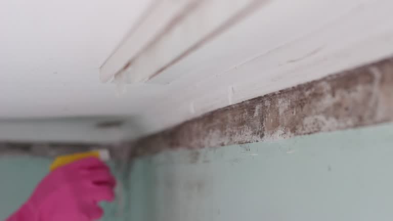Best Dehumidification Services  in Afton, WY
